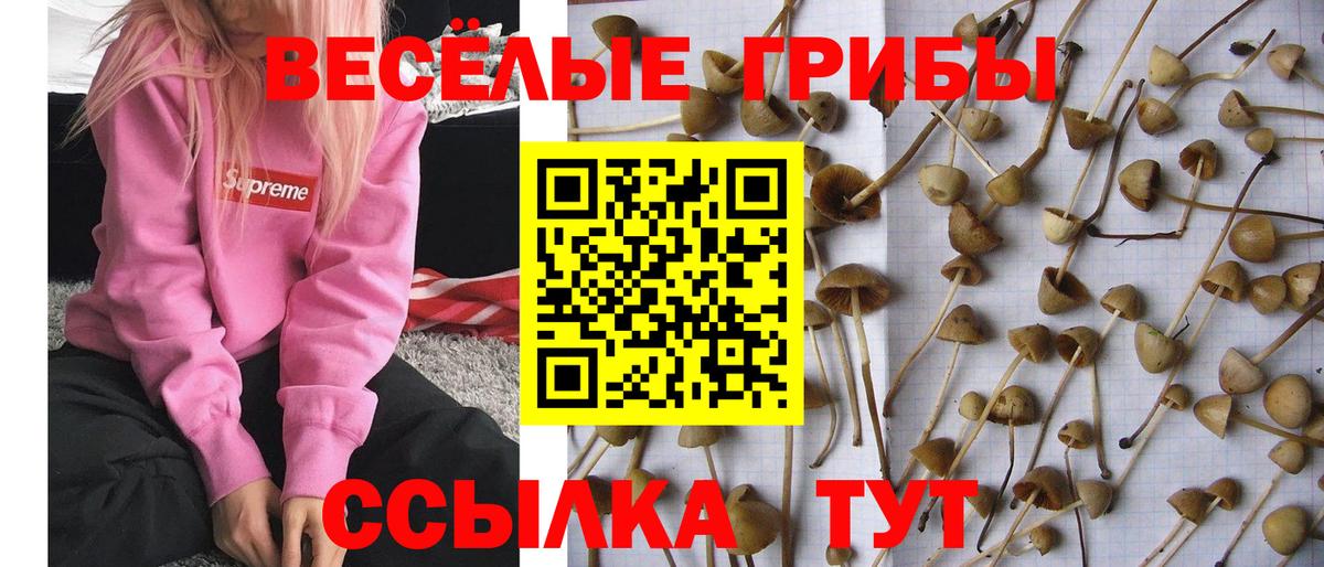 купить наркоту  Галлюциногенные грибы Cubensis  Вход с VPN  Всеволожск  Псилоцибиновые грибы мицелий 